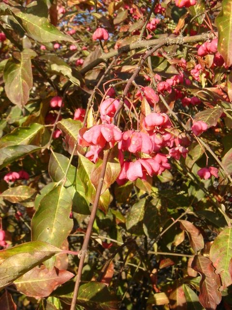 Euonymus americanus P1D
